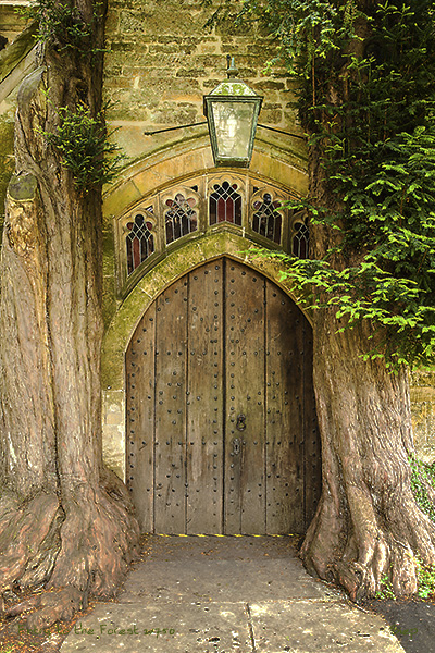 entry to the forest